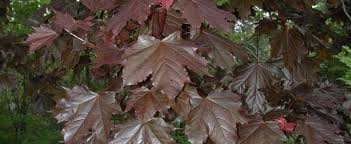 European Maple Norway Maple Acer Platanoides Crimson King