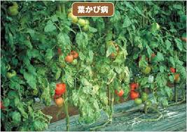 トマトの葉かび病 すすかび病 病害防除のポイント ダコニール1000