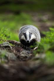 Adventure Into The Woods Tiere Wild Tiere Des Waldes Wilde Tiere