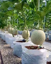 How To Grow Melons Pflanzen Garten Anpflanzen Melonen Anbauen
