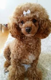 Dog grooming styles dog grooming tips poodle grooming grooming salon. 15 Best Poodle Haircuts Images Poodle Haircut Toy Poodle Haircut Dog Haircuts