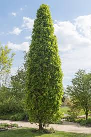 Die Schonsten Saulenbaume Fur Jede Gartengrosse Garten Pflanzen Garten Kaktus