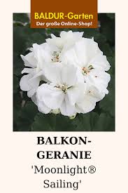 Balkon Geranie Moonlight Sailing Balkon Geranie Moonlight Sailing Pflanzentopf In 2020 Sailing Moonlight Plants