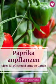 Paprika Anpflanzen Tipps Fur Pflege Und Ernte Im Garten Paprika Anpflanzen Paprika Pflanzen Gemuse Anpflanzen
