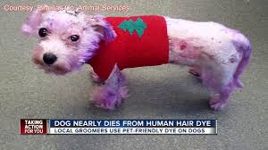 If the strand test result is satisfactory, then protect your bathroom with old towels, wear gloves, and protect the skin near your hairline with. Dog Nearly Dies From Severe Burns Caused By Human Hair Dye Youtube