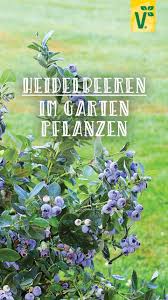 Die Richtigen Bedingungen Fur Heidelbeeren Plant Happy Heidelbeeren Pflanzen Garten Pflanzen Pflanzen