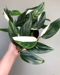Monstera Standleyana Noe Plantes Vertes Tropicales Planter Des Arbres Idees De Jardinage
