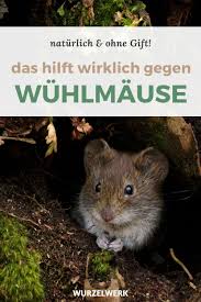 Das Hilft Wirklich Gegen Wuhlmause Im Garten Wuhlmause Tierfreundlich Vertreiben Gartenprodukte Garten Was Hilft Gegen Wuhlmause