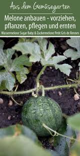 Melone Anbauen Vorziehen Pflanzen Pflegen Und Ernten Gruneliebe Melonen Anbauen Melonen Pflanzen Gemuse Pflanzen