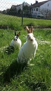 Kaninchen Hasen Poncorn Vanilla Garten Sonne Tiere Kaninchen Hase