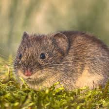 Wuhlmause Bekampfen So Werden Sie Die Plagegeister Los Wuhlmaus Fangen Tiere Schadlinge Im Haus