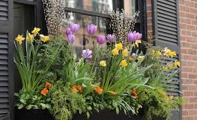 Blumenzwiebeln Fur Balkonkasten Fensterbox Blumen Fensterkasten Pflanzideen