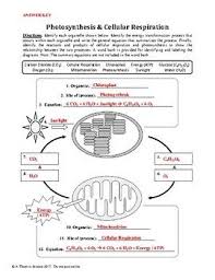 Photosynthesis And Cellular Respiration Worksheet Photosynthesis And Cellular Respiration Cellular Respiration Photosynthesis