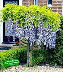 Blauregen Auf Stamm Pflanzen Blumen Baume Garten Gartendesign Petits Jardins Arbres Pour Petit Jardin Jardins