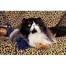 Then why not try one of our wonderful cat jigsaw puzzles from our fabulous feline collection? Pin On Cat Jigsaw Puzzles