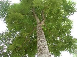 9 Trees That Grow In India And All You Need To Know About Them An exotic plant originally found in the southern hemisphere, it grows very broad and with.