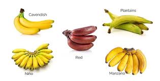 What Does Banana Taste Like Sweet Little Bit Sweet Or Bland Quora Bananas are an excellent source of vitamins and fiber.
