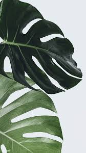 Download Premium Image Of Monstera Plant Leaf Wall Art 2259878 Iphone Wallpaper Plants Leaf Wall Art Plant Wallpaper