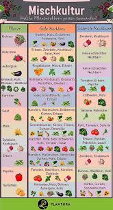 Mischkultur Welche Pflanznachbarn Passen Zueinander Pflanzen Im Beet Mussen Auch Zueinander Passen Welche Pfla Companion Planting Ground Cover Shade Garden