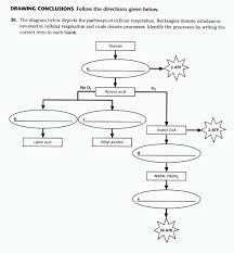 Cell Respiration Sudy Guide B1 Cell Respiration Cellular Respiration Cellular Respiration Activities