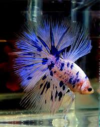 Marble variations are due to selective breeding which causes 'jumping genes,' also known as transposons. Pg S Betta Store Sample Blue Betta Dalmatian Betta Fish Betta Fish Betta Betta Fish Types