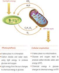C 8 Photosynthesis And Respiration Dfjhs Science Cellular Respiration Photosynthesis Biology Worksheet