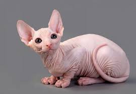 He loves to be held, and you can expect him to sleep with you, most likely under the covers. Sphynx Cat Price Range Hairless Cat Cost Where To Buy Sphynx Kittens