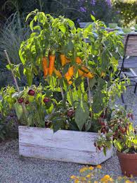 Gemuse Fur Hochbeete Diese Sorten Eignen Sich Am Besten Bepflanzung Hochbeet Hochbeet Bepflanzen