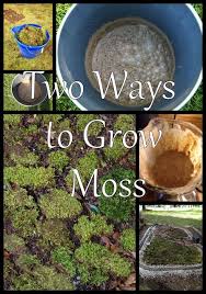 How To Grow Moss Moss Garden Growing Moss Mini Garden