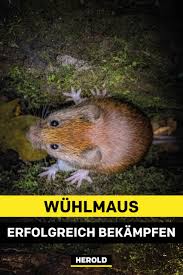 Wuhlmaus Im Garten Wasserratten Erfolgreich Bekampfen Wuhlmaus Vertreiben Ratten Vertreiben Garten Zaun Ideen