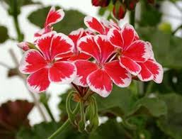 Pelargoner Katalog 2015 Beautiful Flowers Amazing Flowers Hardy Geranium