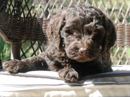 Breeder reserves the right to retain any pup for the breeding program. Craigslist Jackson Tn Pets