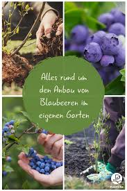 Heidelbeeren Blaubeeren Pflanzen Standort Zeitpunkt Co Blaubeeren Pflanzen Heidelbeeren Pflanzen Blaubeeren