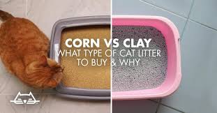 A wide variety of corn cat litter options are available to you as our packaging states, emilypets cat litter is pet , people and planet friendly. Corn Vs Clay What Types Of Cat Litter To Buy Why