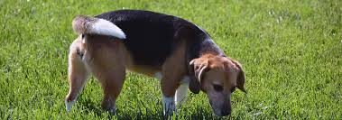 Caring For Dogs In Heat Hill S Pet