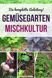 28 Gemusearten Und Ihre Wirksamsten Mischkultur Partner Beispielplan Wurzelwerk Mischkultur Gemusegarten Planer Gemusegarten Anlegen