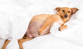 Dog Pregnancy 101 The Ultimate Guide For Owners Of Pregnant Dogs