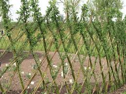 Selber Flechten Mit Weidenruten Garten Hecken Garten Pflanzen Weidenzaun