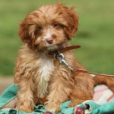 Cute puppies sell, and that makes the cavapoo a favorite of puppy or adult, take your cavapoo to your veterinarian soon after adoption. 1 Cavapoo Puppies For Sale In Phoenix Az Uptown Puppies