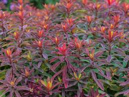 Gold Wolfsmilch Bonfire Euphorbia Polychroma Bonfire Wolfsmilch Taglilien Pflanzen