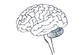How To Draw A Brain The Easy Way Its Parts Stem Outline Simple Pictures Star Wars Art Drawings Brain Drawing Drawings