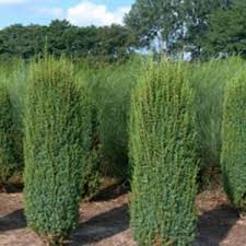 Die Schonsten Saulenbaume Fur Jede Gartengrosse Garten Pflanzen Gartenbaume Garten Gestalten