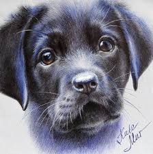Mezhdunarodnyj Universitet Dekupazha Dog Drawing Cute Dog Drawing Dog Artwork