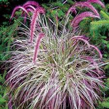 Cherry Sparkler Fountain Grass Buy At Michigan Bulb Company Plants Fountain Grass Outdoor Plants