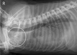 Owners should be made aware of the potential development of fibrosing pleuritis in affected cats. Chylothorax Fluid In The Chest In Dogs