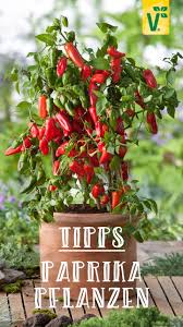 11 Fragen Antworten Zur Pflege Von Paprika Plant Happy Pflanzen Garten Pflanzen Paprika