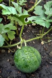 Melone Anbauen Vorziehen Pflanzen Pflegen Und Ernten Gruneliebe Melonen Anbauen Wassermelone Pflanzen Pflanzen