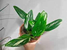 Variegated Monstera Standleyana Philodendron Cobra Rare Philodendron Plants Plant Roots