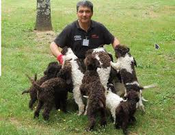I cani da tartufo sono cani che sono stati appositamente addestrati alla ricerca del tartufo; Allevamento Lagotto Romagnolo Cane Da Tartufo Acquistare