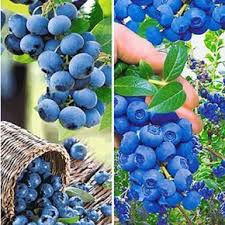 Heidelbeeren Richtig Pflanzen Pflanzen Pflanzenrankgitter Erdbeeren Pflanzen